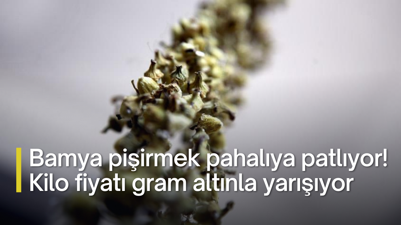 Bamya pişirmek pahalıya patlıyor! Kilo fiyatı gram altınla yarışıyor