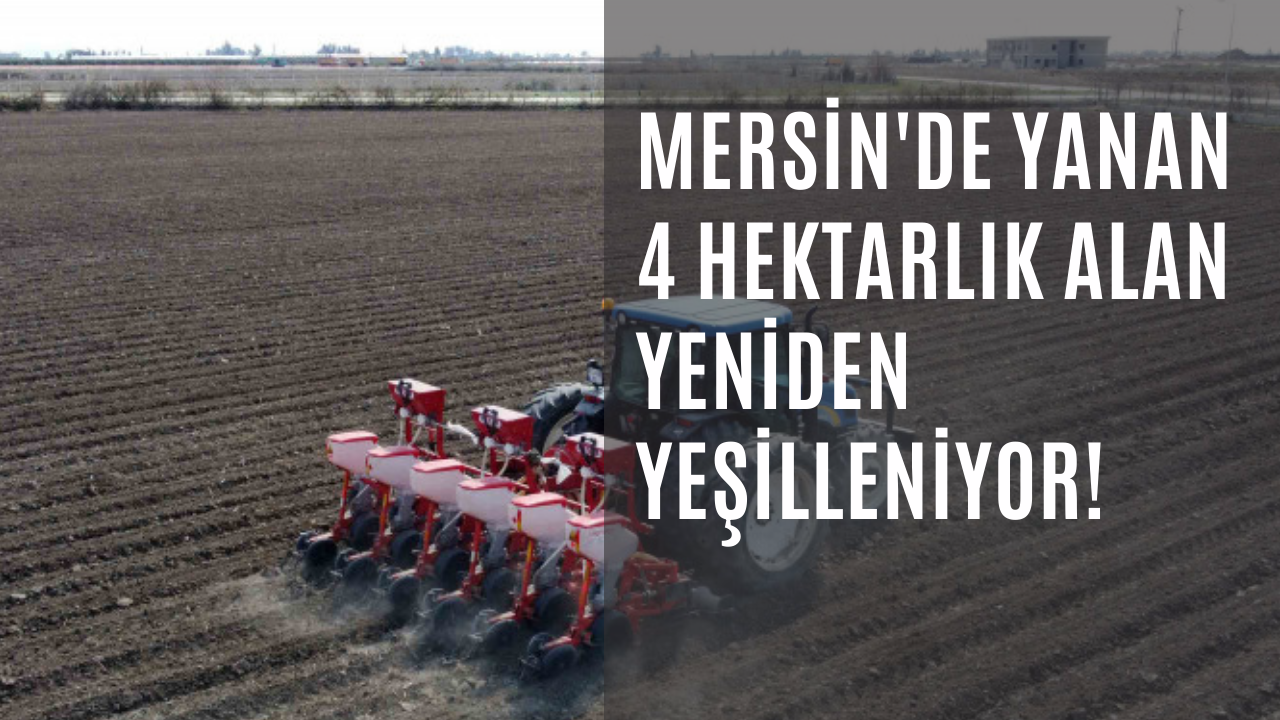 Mersin'de yanan 4 hektarlık alan yeniden yeşilleniyor!