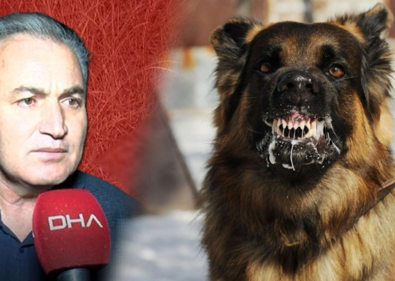 ‘Sokak hayvanlarının öldürülmesini önlemek için cezaların uygulanması lazım’