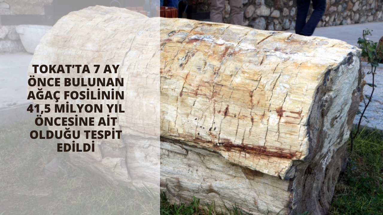 Tokat’ta 7 ay önce bulunan ağaç fosilinin 41,5 milyon yıl öncesine ait olduğu tespit edildi