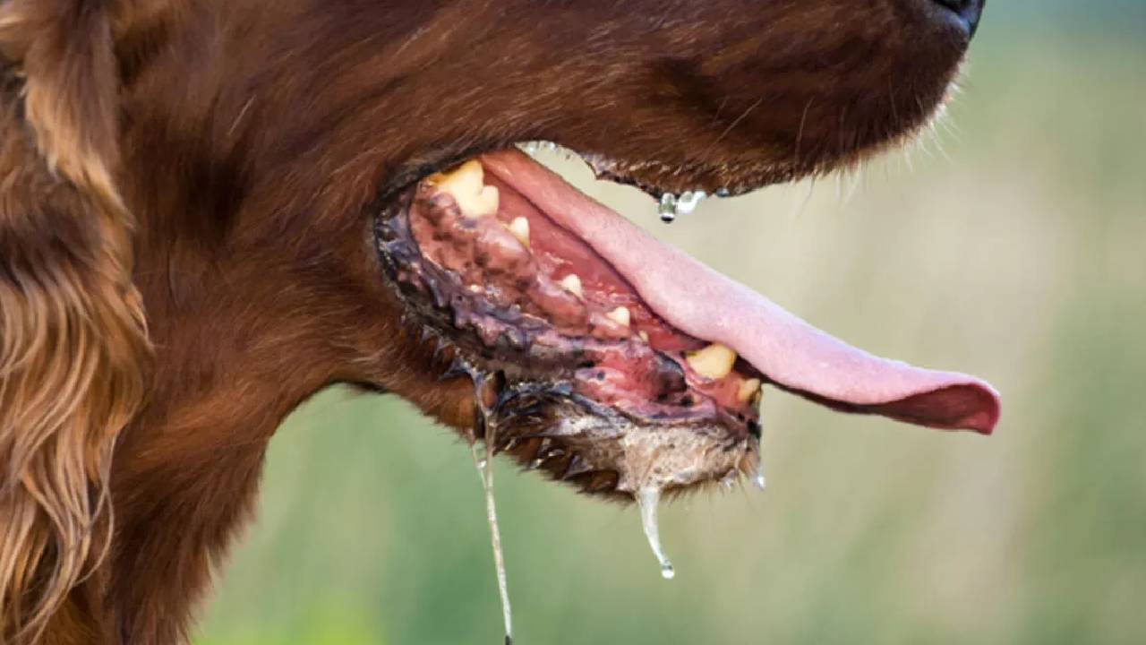 Sokak köpeklerinin ısırdığı çocuklar kuduz oldu!