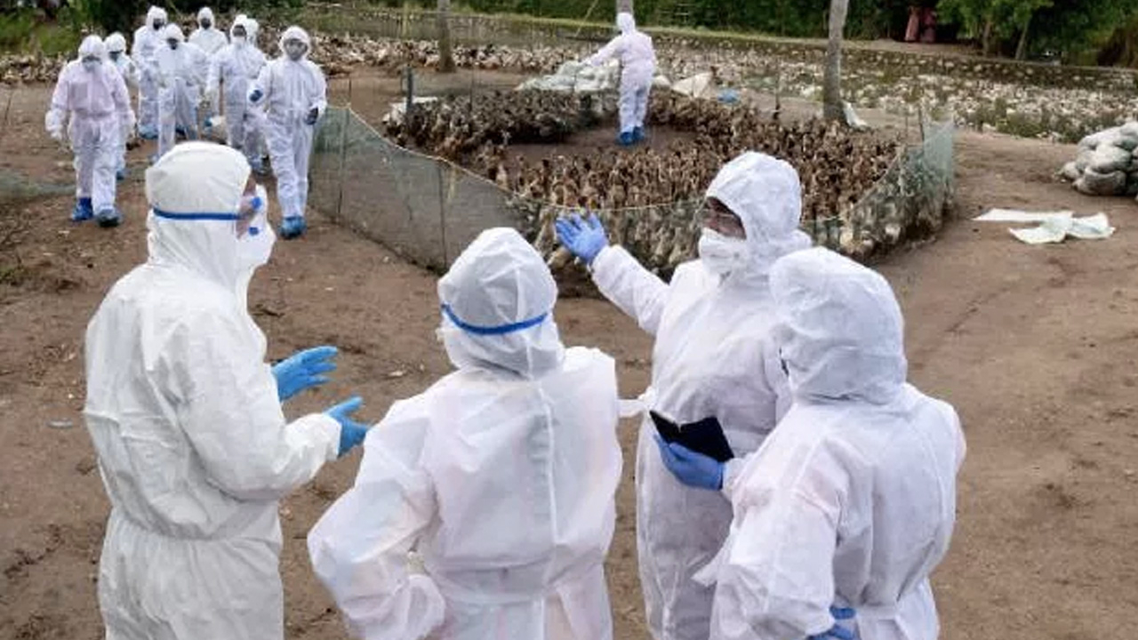 Bu sefer karantinaya kuşlar girecek: 7 Kasım'da başlıyor