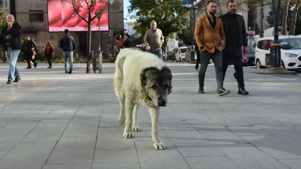 Sahipli köpek çocuğu ısırınca ortalık savaş alanına döndü