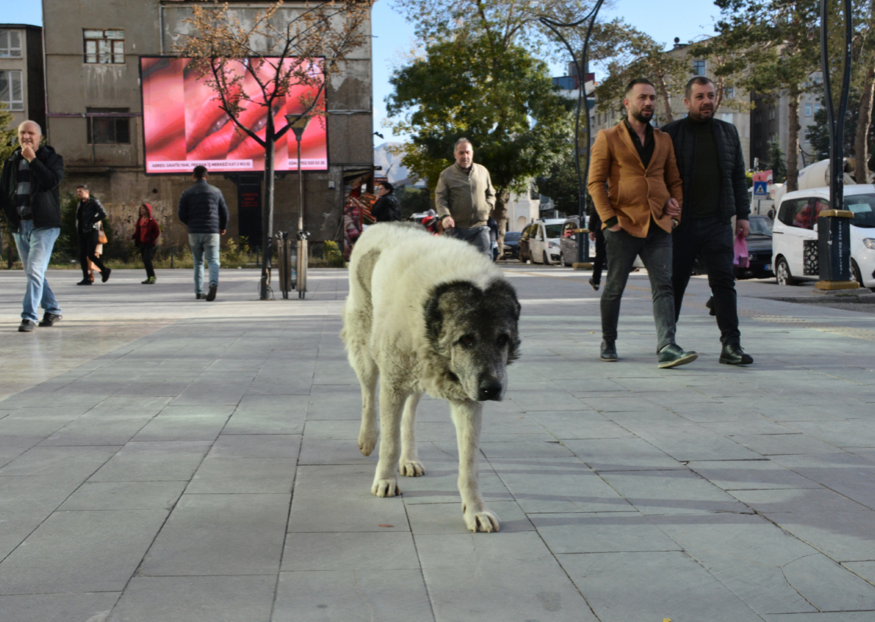 Bitlis’te sokak köpekleri sorunu: Çocuklarımız korktuğu için okula gidemiyor