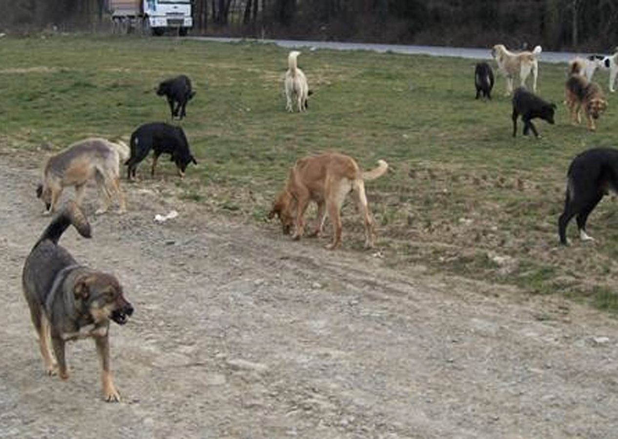Başıboş köpek sorununa İYİ Partili isimden skandal paylaşım! Aileleri hedef gösterdi