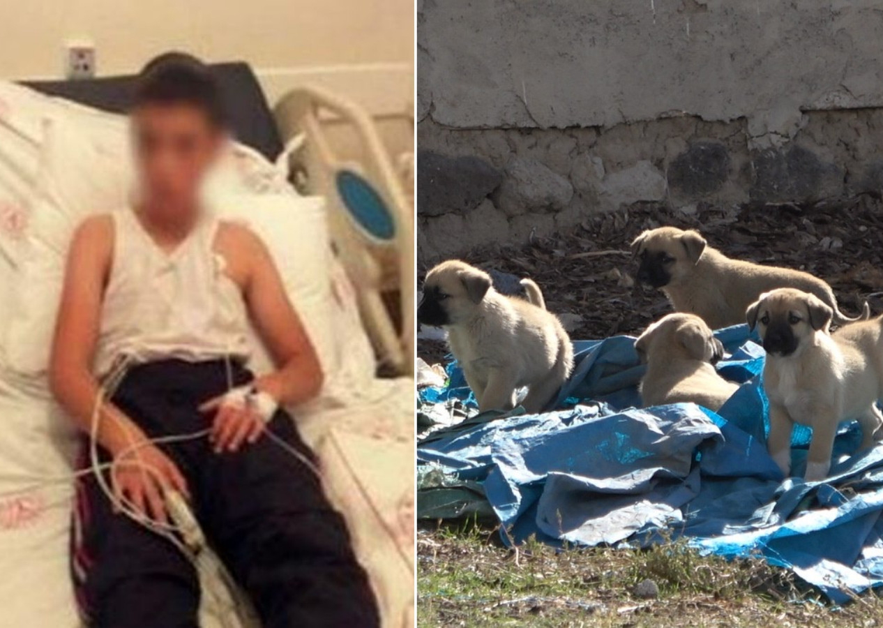 Tehlike devam ediyor: Kuduz köpeğin ısırdığı çocuğun köyünde başıboş köpekler korku saçıyor!