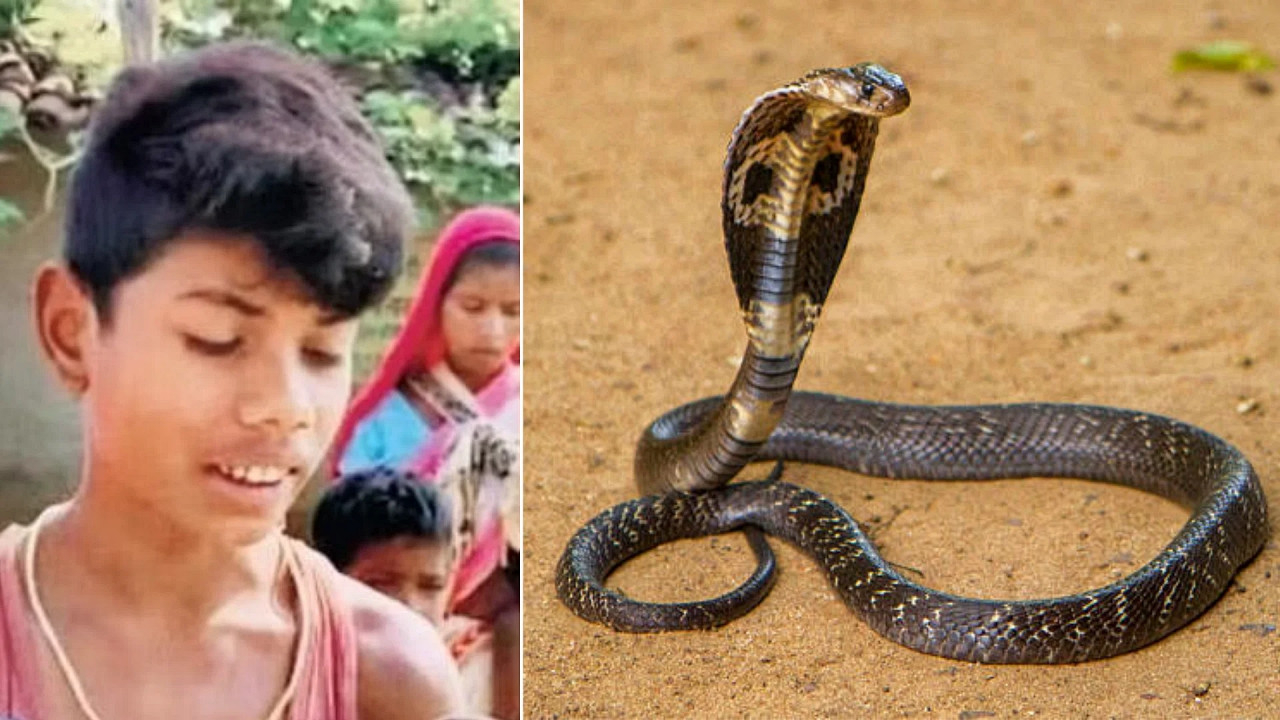 8 yaşındaki çocuk kendisini ısıran kobrayı ısırarak öldürdü! Yer: Hindistan!