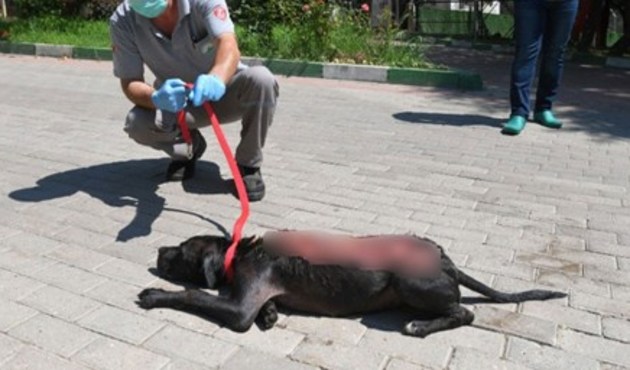 Bunu yapan insan olamaz! Köpeğe kaynar su döktüler