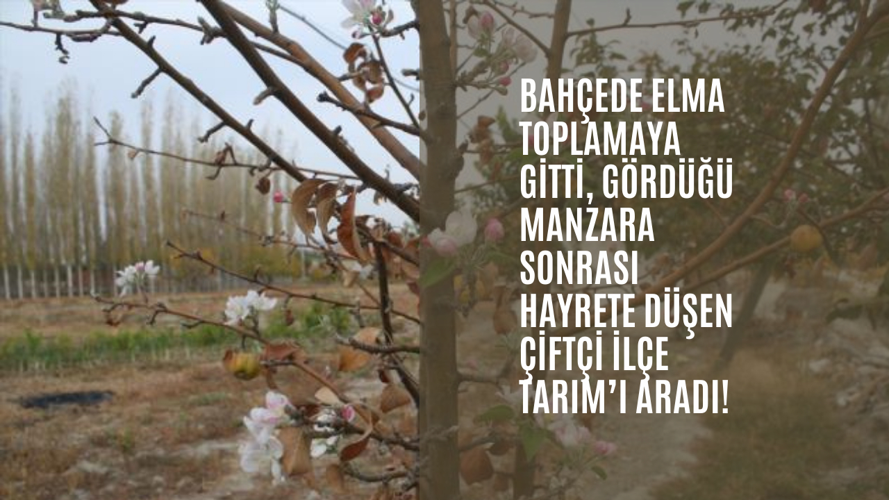 Bahçede elma toplamaya gitti, gördüğü manzara sonrası hayrete düşen çiftçi İlçe Tarım’ı aradı!