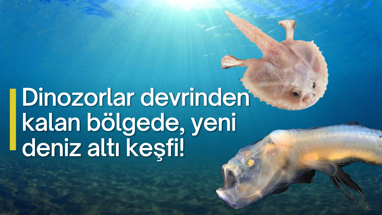Avustralya'nın batısında birbirinden farklı deniz canlıları keşfedildi