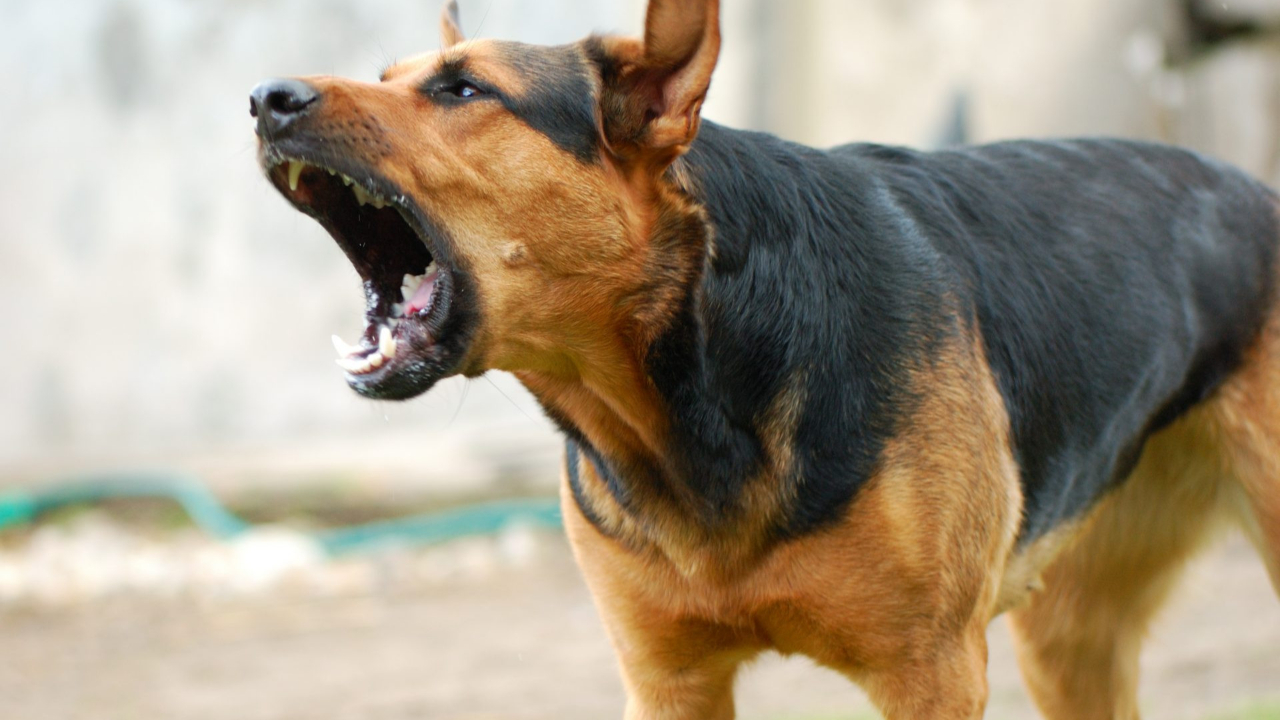 Başıboş köpek saldırıları bitmiyor!