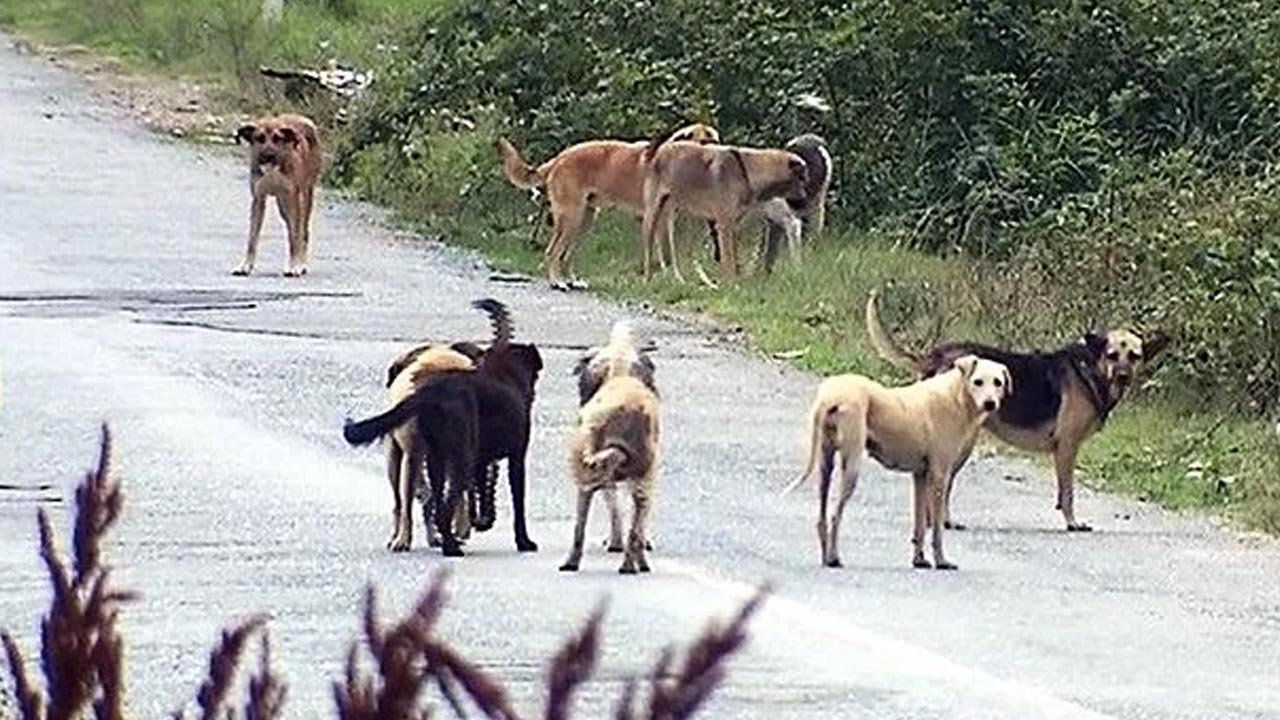 Sözde hayvanseverlerden Anadolu Ajansı'na suç duyurusu