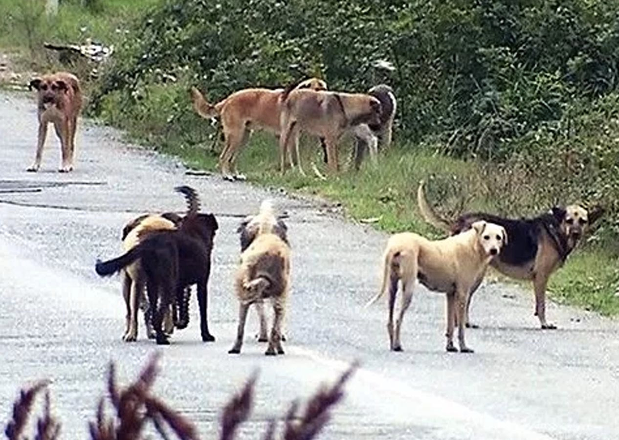 Sözde hayvanseverlerden Anadolu Ajansı'na suç duyurusu