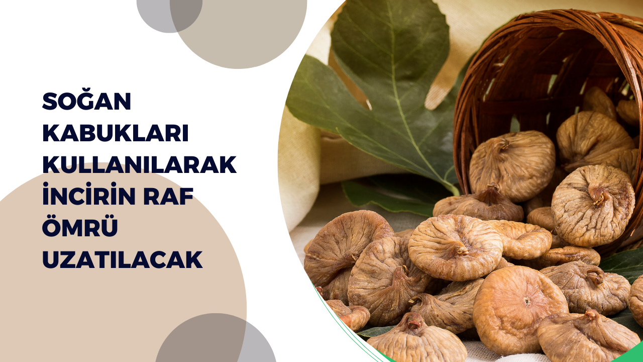 Soğan kabukları kullanılarak incirin raf ömrü uzatılacak