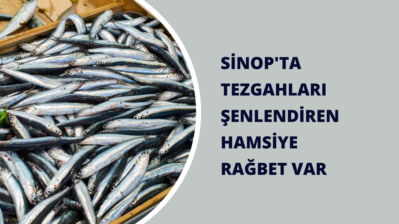 Sinop’ta tezgahları şenlendiren hamsiye rağbet var