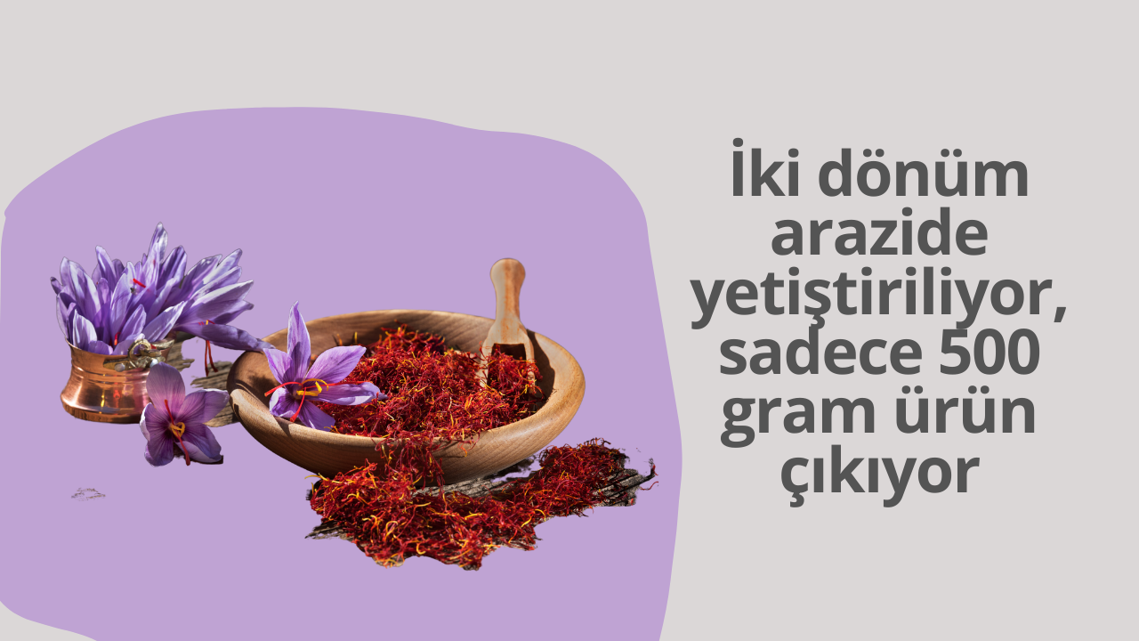 İki dönüm arazide yetiştiriliyor, sadece 500 gram ürün çıkıyor