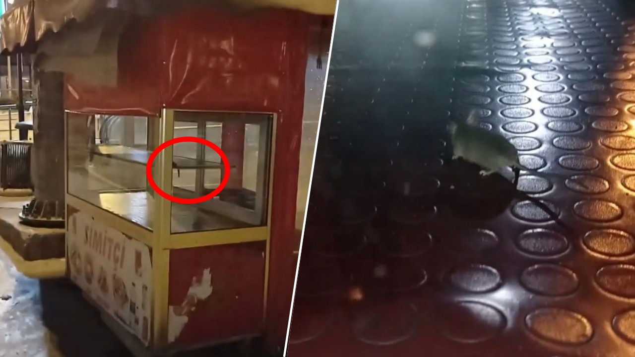 Pendik'te mide bulandıran görüntü! Fare, simit tezgahında gezindi!