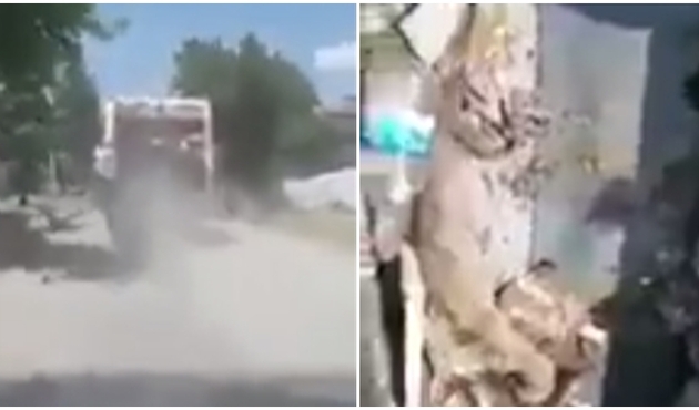 CHP'li belediyeden korkunç uygulama! Sokak köpeklerini canlı canlı preslediler / VİDEO