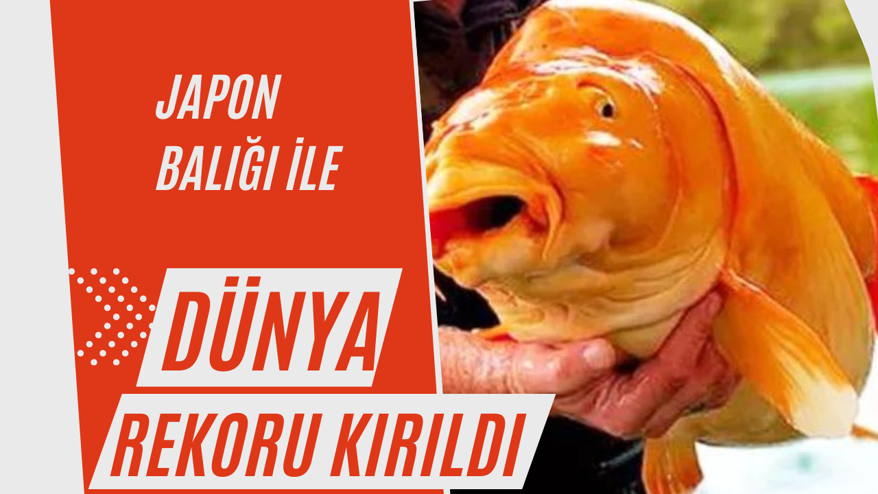 Dünya rekoru kırıldı! Fransa'da dünyanın en büyük Japon balığı yakalandı