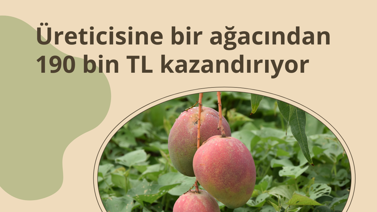 Antalya'da yetiştirilen o ürün, üreticisine bir ağacından 190 bin TL kazandırıyor