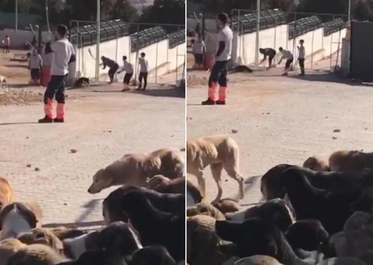 Kürekle vura vura öldürdü! Konya'daki skandal görüntü sonrası flaş gelişme: Gözaltına alındılar!