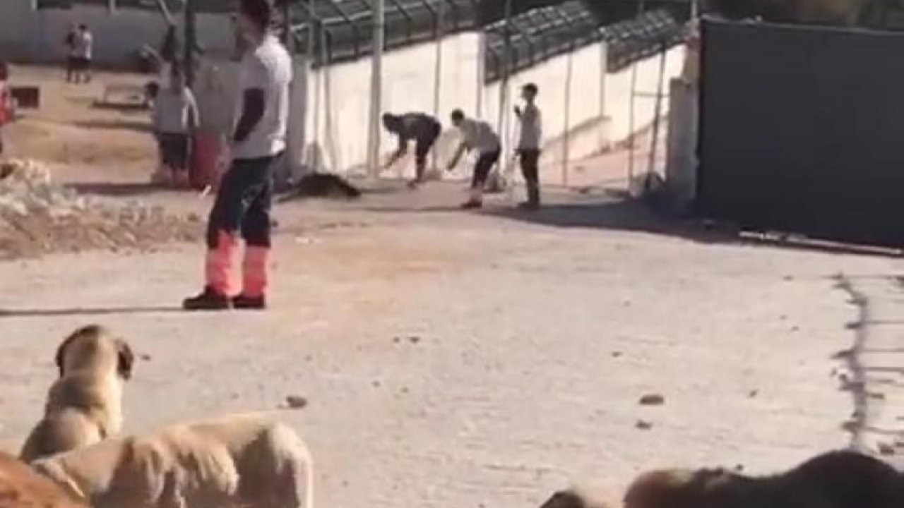 Köpek katillerinin ifadesi ortaya çıktı