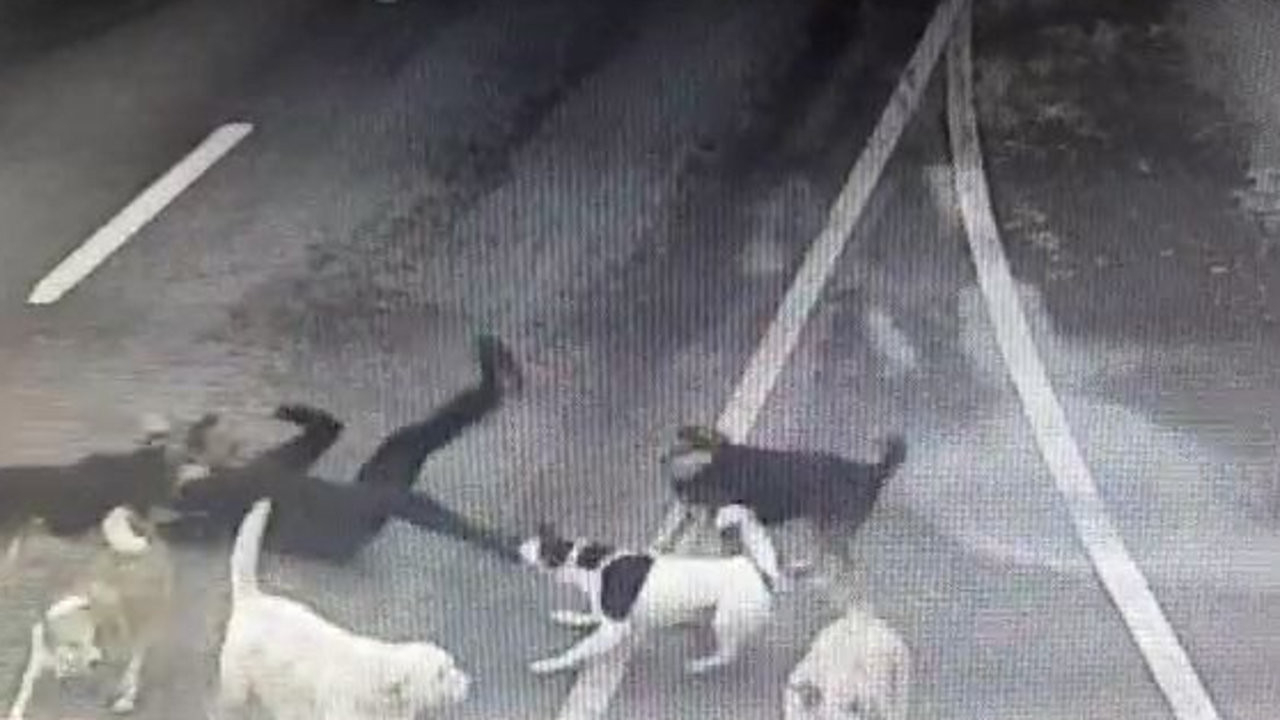 Sokak köpekleriyle alakalı algı çalışması ifşalandı!