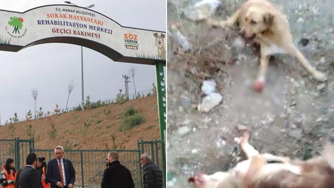 Ankara'da skandal iddia! Belediye aracında kanlar içindeki köpekler hayvanseverleri isyan ettirdi
