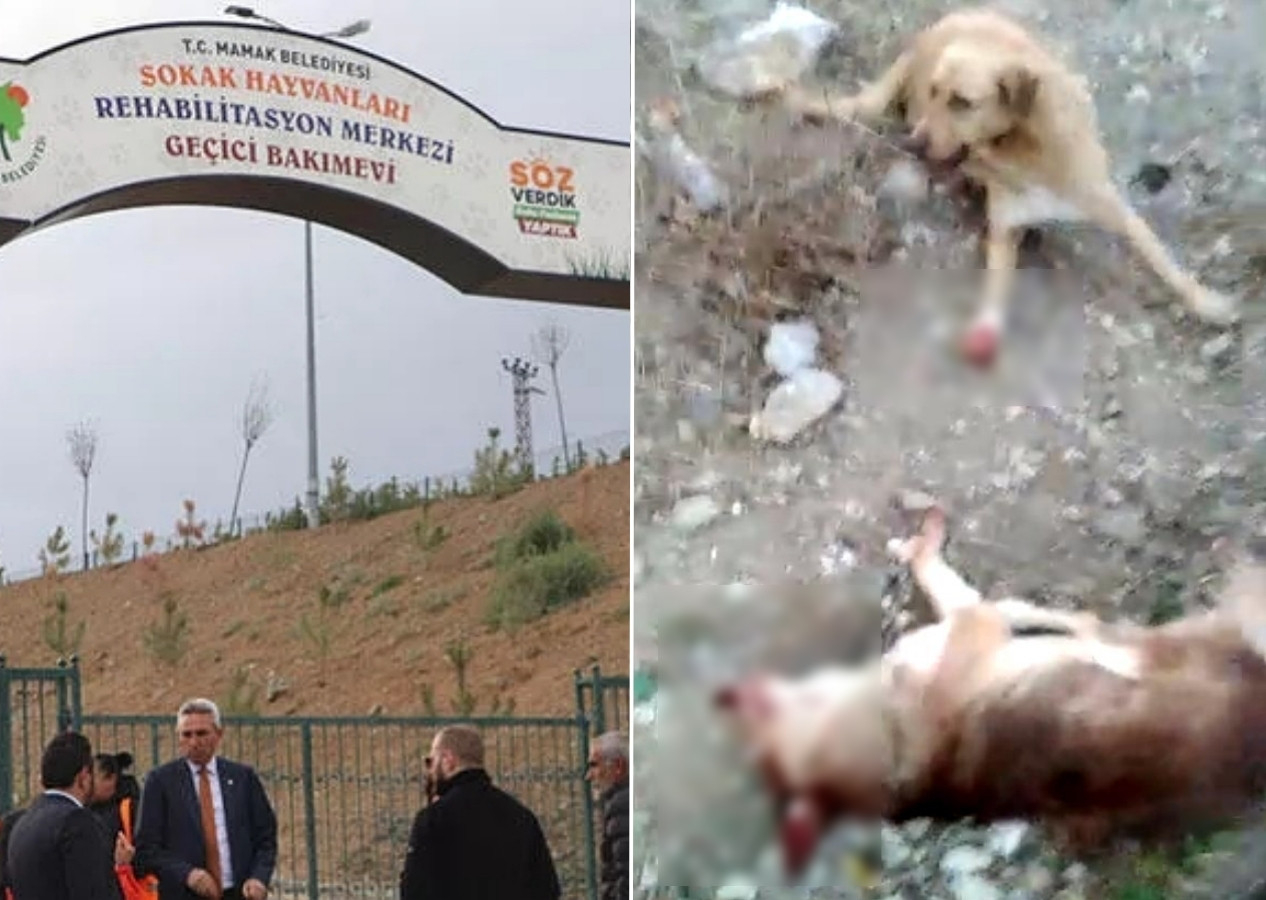 Ankara'da skandal iddia! Belediye aracında kanlar içindeki köpekler hayvanseverleri isyan ettirdi