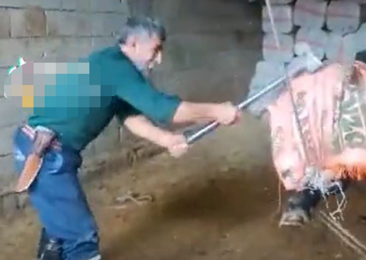 Vicdansız kasaptan skandal hareket: Keseceği boğayı balyozla başına vurarak öldürdü!