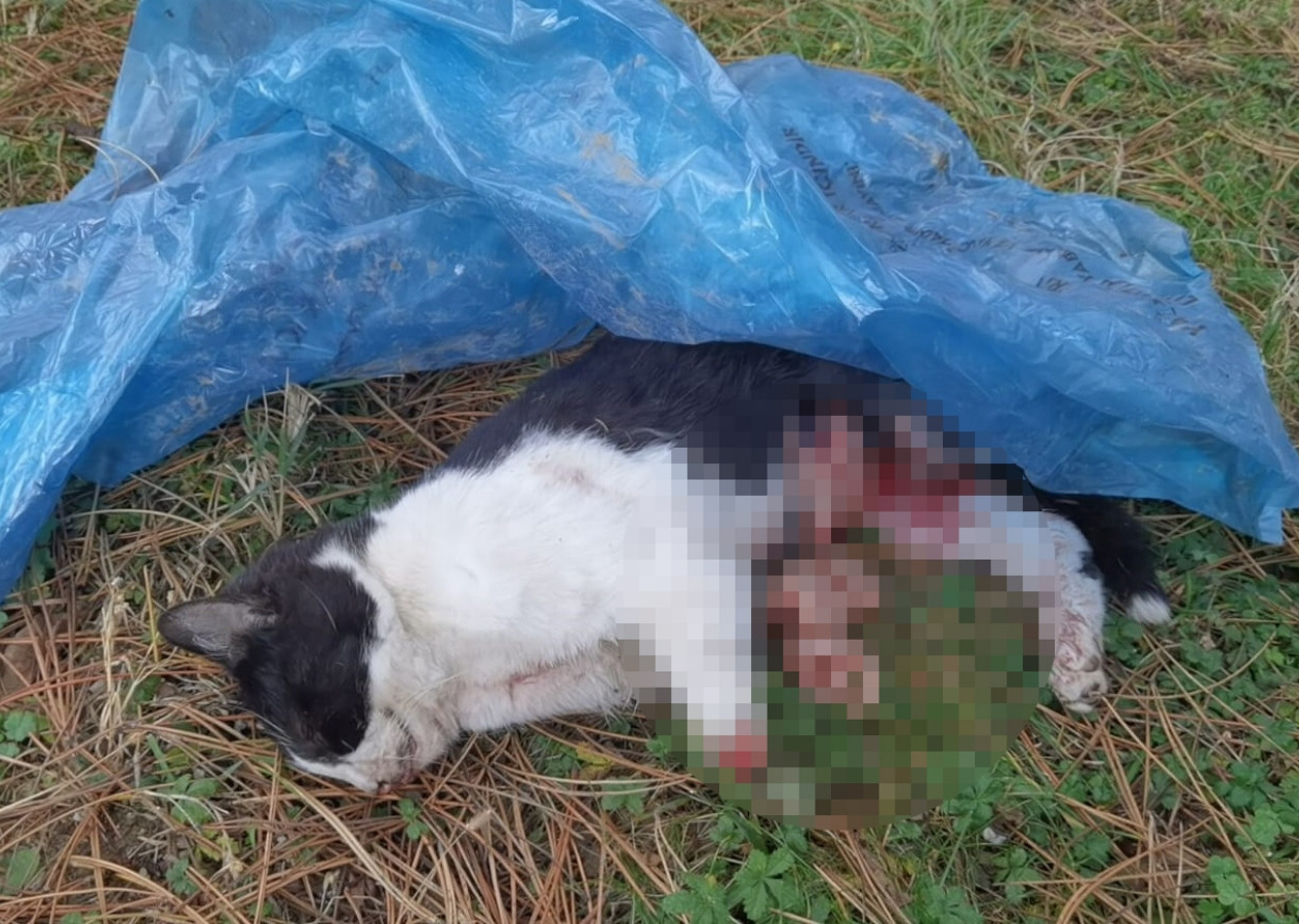 Bursa'da vahşet! Bir kedi yakıldı, bir kedinin karnı deşildi, bir kedinin yüzü parçalandı...