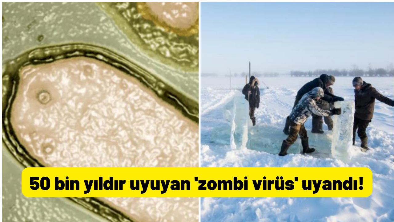Bilim kurgu filmleri gerçek oluyor! 50 bin yıldır uyuyan 'zombi virüs' uyandı!