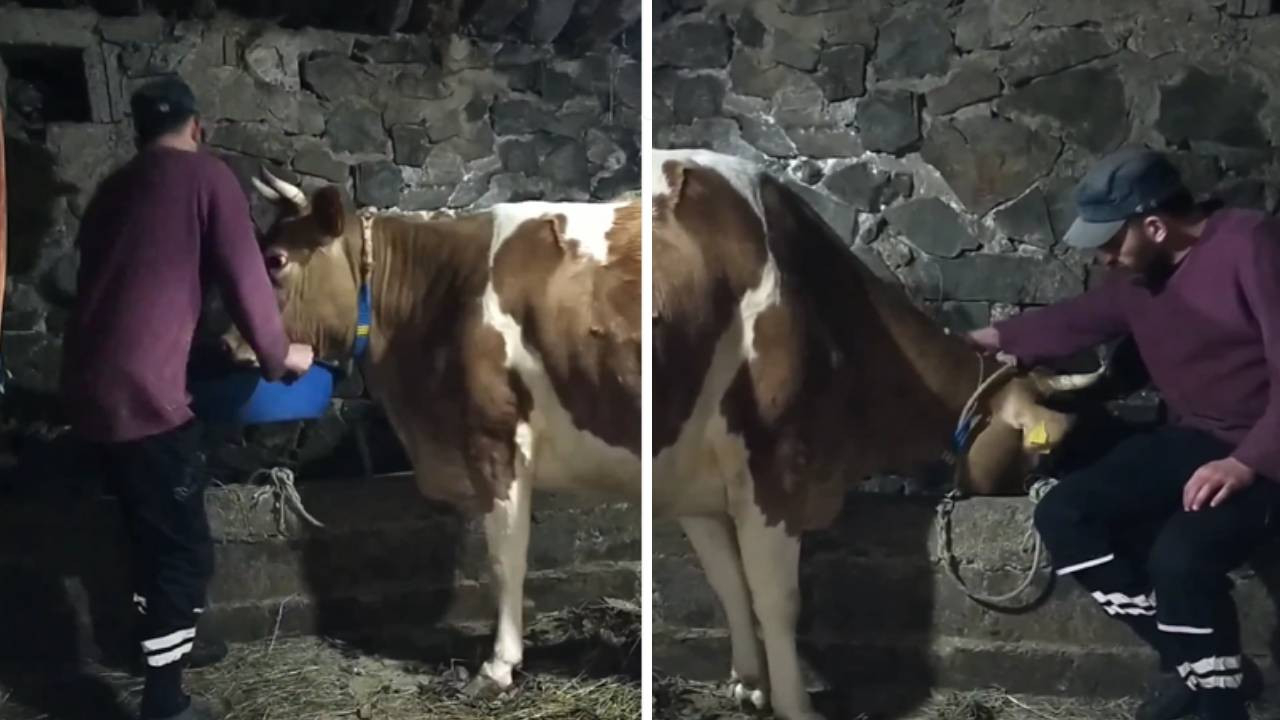 Ahır sana emanet… Rizeli fenomen ahırda ineğiyle konuşuyor