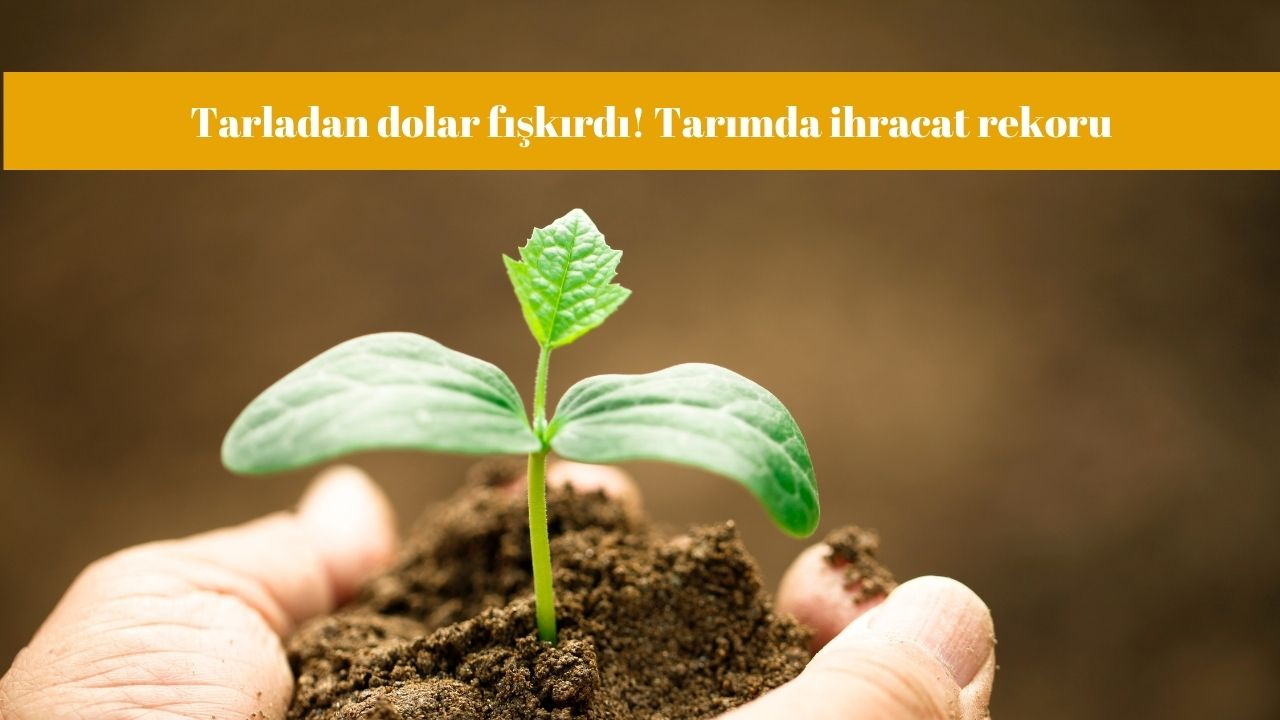 Tarladan dolar fışkırdı! Tarımda ihracat rekoru
