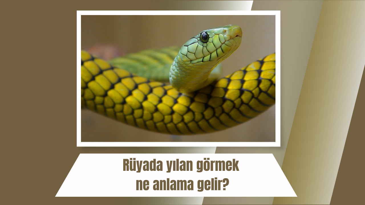Rüyada yılan görmek ne anlama gelir?