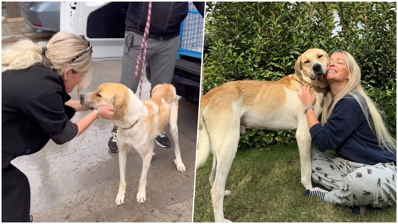 Meriç Keskin'in Konya'daki barınaktan sahiplendiği sevimli köpeği Ruhi'nin son hali duygulandırdı