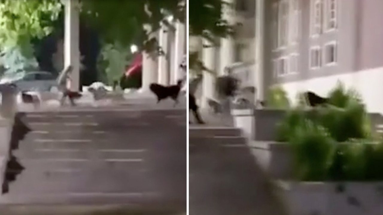 Ankara Üniversitesi’nde korku dolu anlar: Başıboş köpekler dehşeti yaşattı!