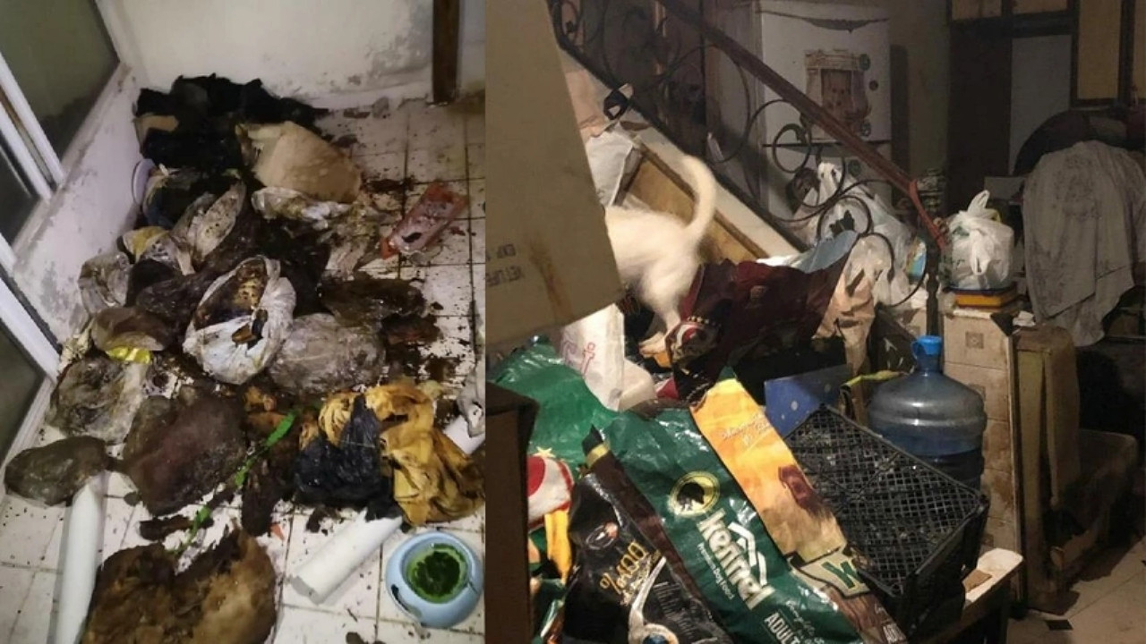 Evinde çürümüş kedi ve köpek bulunan kadının ifadesi ortaya çıktı! "Yaşlı oldukları için öldüler"