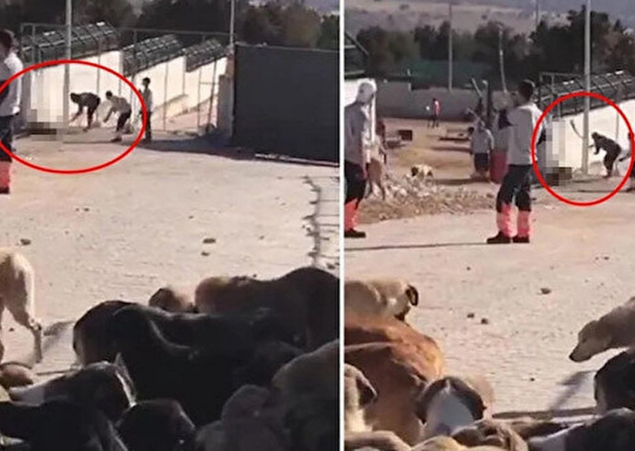 Konya'da köpeği kürekle öldüren caniler için istenen ceza belli oldu! 'Can dostumuz' vurgusu...
