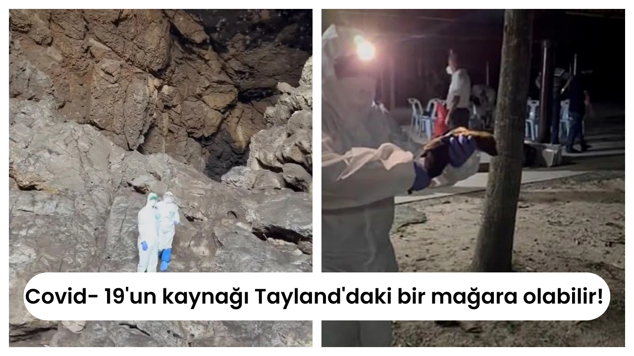 Covid- 19'un kaynağı Tayland'daki bir mağara olabilir!