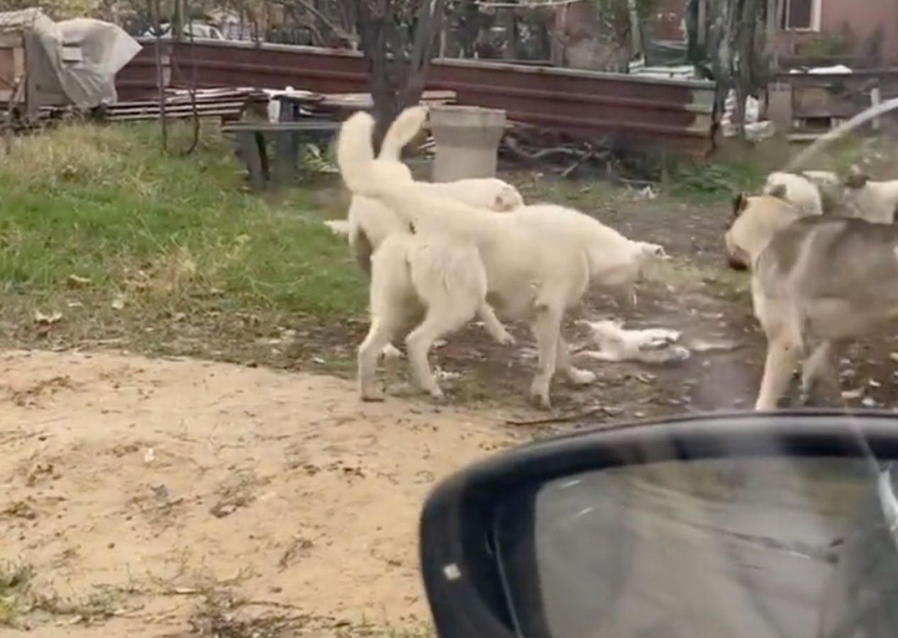Sokak köpekleri kediyi parçaladı!