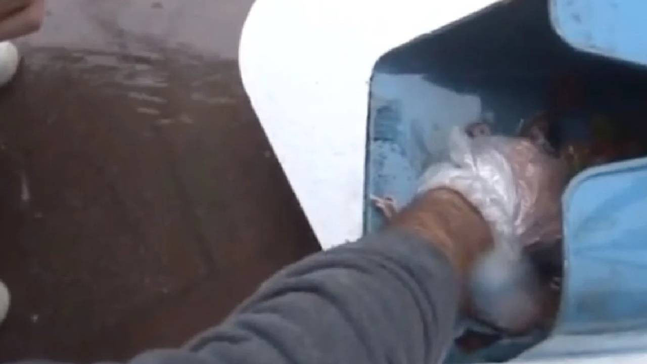 Lağım faresine kalp masajı yapan kız göz yaşlarına engel olamadı