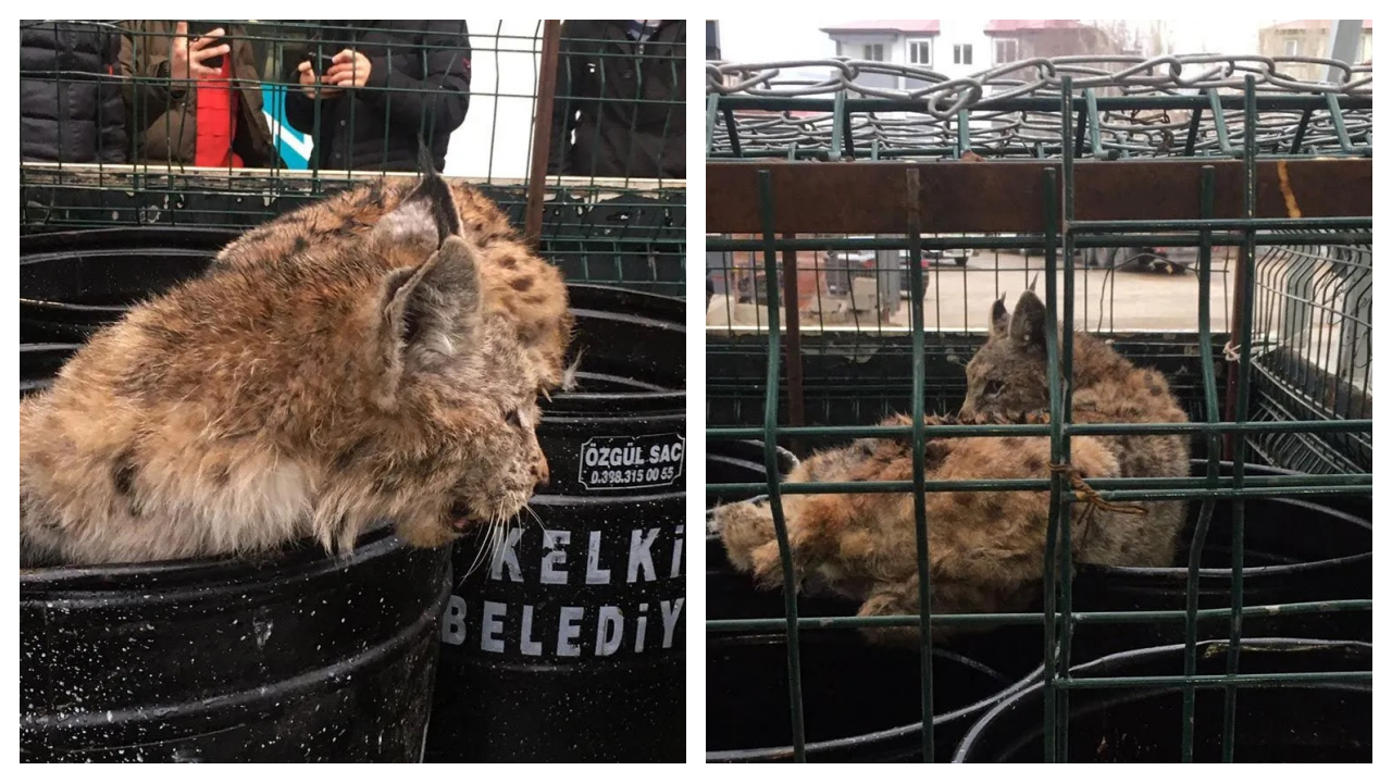 Gümüşhane'de mağazaya giren vaşak, vatandaşlara korkulu anlar yaşattı!