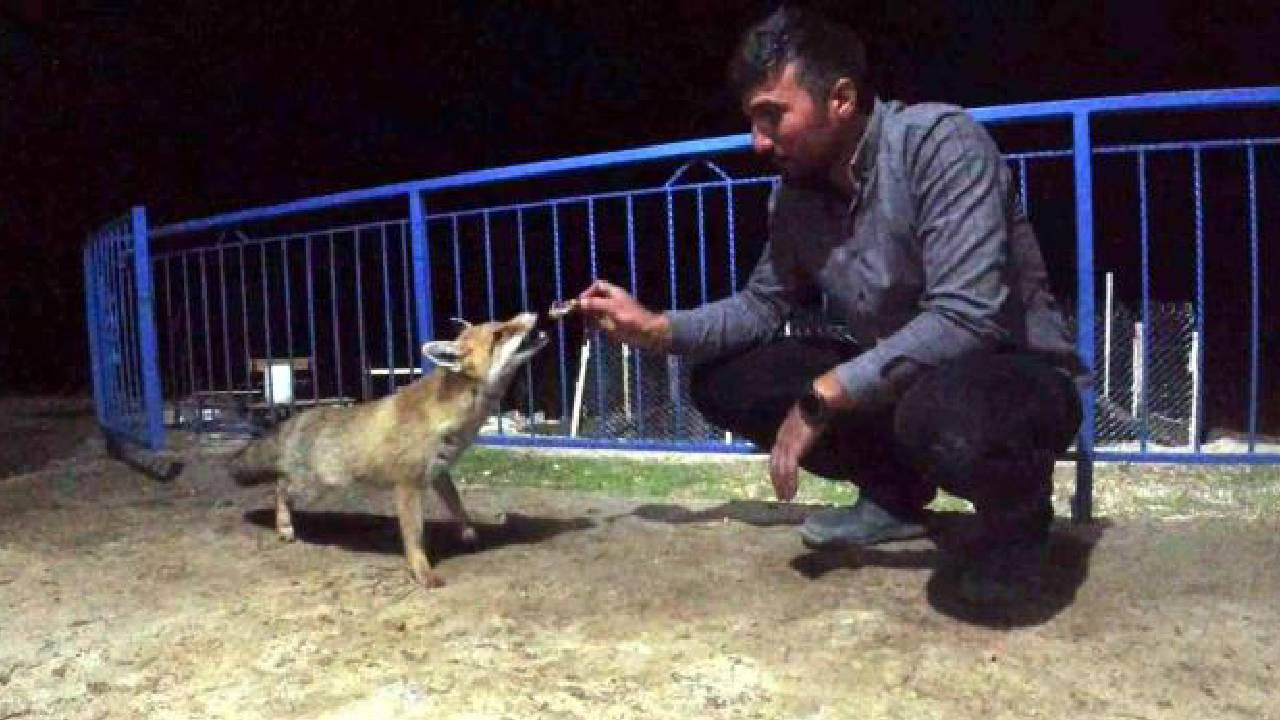 Arkadaşlık kurduğu tilkiyi elleriyle besliyor