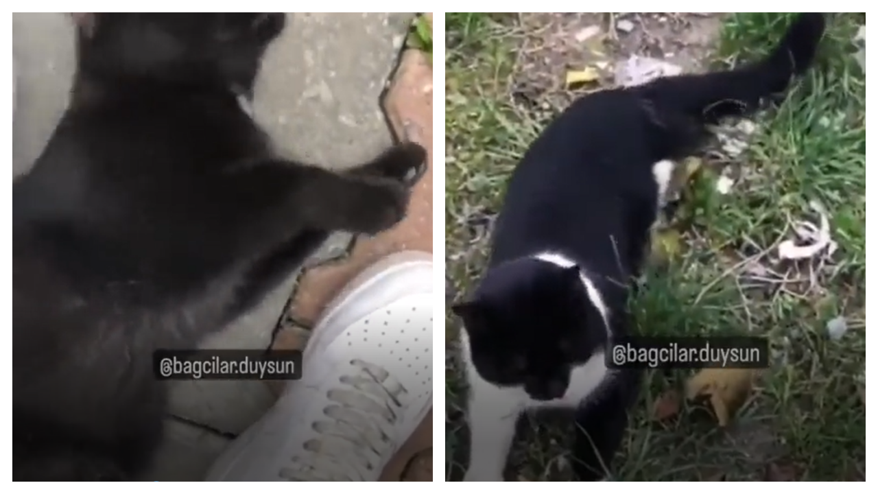 Kedilerin ayakları büyü için kesiliyor!
