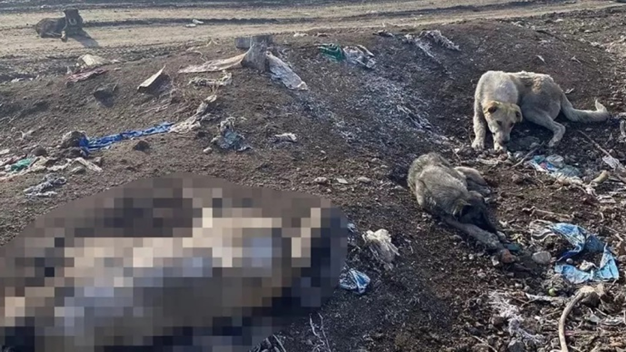 Ağrı'daki barınakta köpekler öldürülerek poşetlerle çöpe atıldı