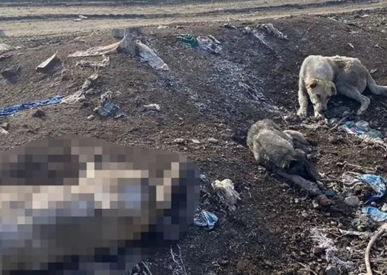 Ağrı'daki barınakta köpekler öldürülerek poşetlerle çöpe atıldı