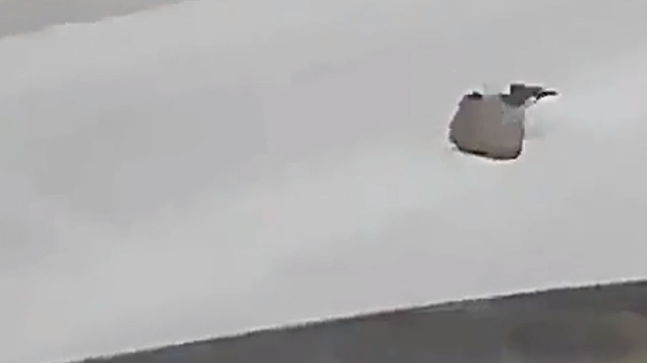 Gagasıyla kirpiyi yoldan çekti