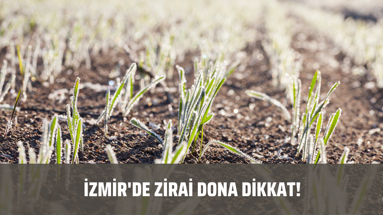 İzmir'de hava sıcaklığı eksilere inecek! Zirai dona dikkat!