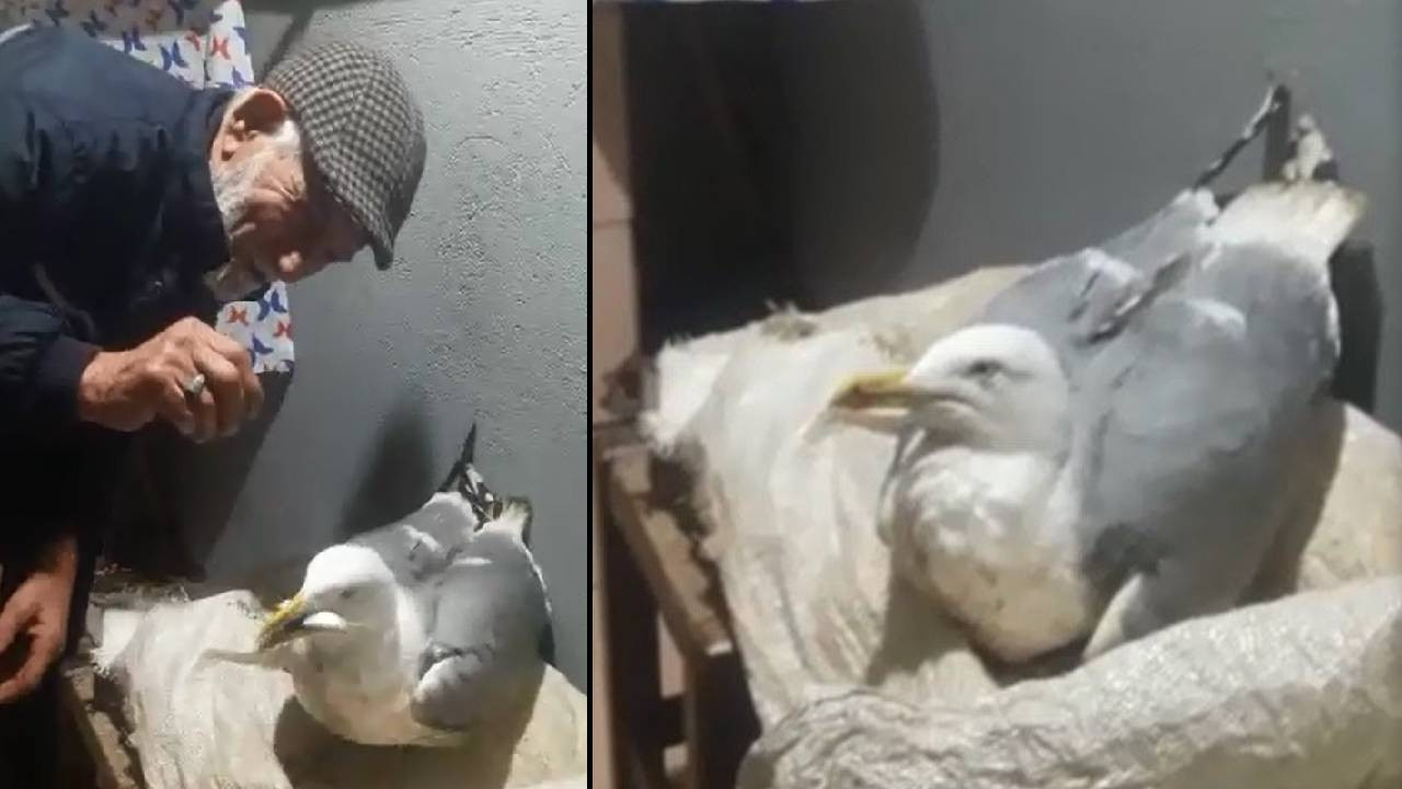 Vatandaşlar yaralı martıyı balıkla besliyor